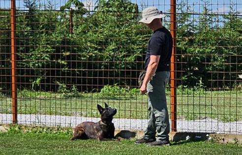 dog training dog training